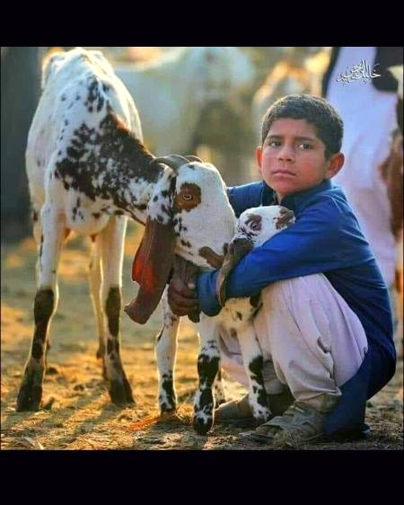 بکرا منڈی سے لی گئی ایک تصویر 📷
محبت اور مجبوری 💔