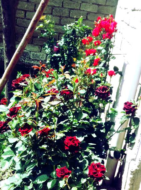 My home garden flowers๐๐๐๐