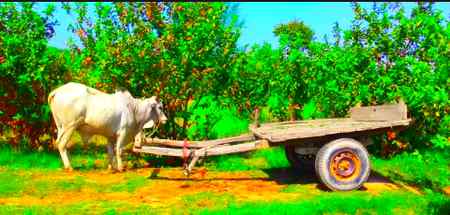 .g3 village Photography .g3