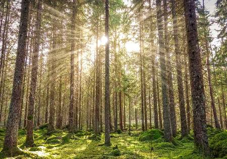 Amazing view sunlight 👌🏻