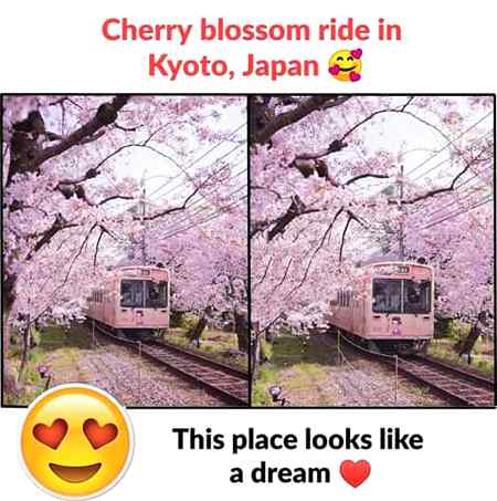 I love cherries and also cherry blossome😍😍😍😍😛😜❤❤💕👍