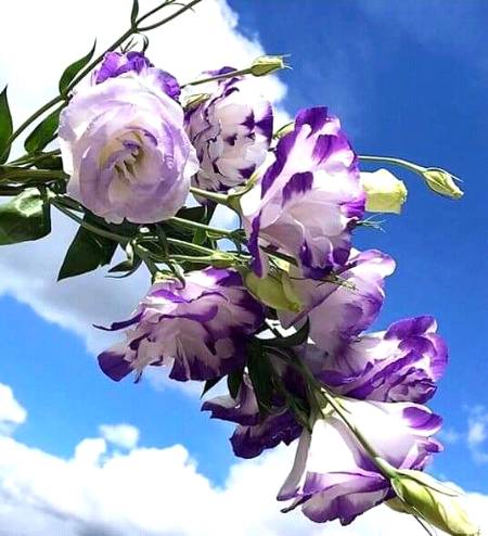 Nice flower