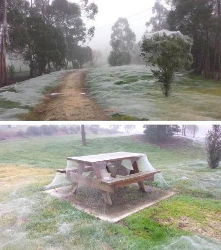 Spiderwrbs in Australia looks like it's  snowing