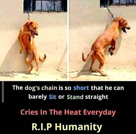 😪😪😭.....

Animaaals ky sath husaaan e salok karo.... 💖