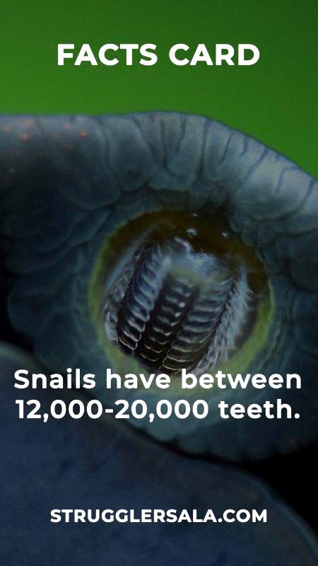 Do you know that about snails