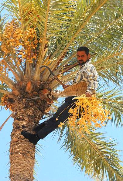 At the end harvesting or collecting dates process starts From 15 July to September.( Saudi Arabia )