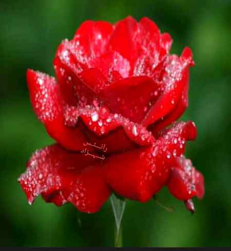 "پھول"
کتنا چھوٹا لفظ ہے مگر مطلب بے شمار رکھتا ہے ۔ یہ پھول ہی تو ہیں جو کبھی خوشی کا باعث بنتے ہیں تو کبھی غم کا سبب بن جاتے ہیں ۔کبھی شادیوں میں اسٹیج کی زینت بنتے ہیں تو کبھی قبروں پر ڈالے جاتے ہیں ۔کبھی محبت کی نشانی میں دئے جاتے ہیں تو کبھی انتظار کی مدت پوری کرتے ہیں ۔کبھی گلے کا ہار بنتے ہیں ،کبھی قدموں میں مسل دئے جاتے ہیں ۔کبھی کانٹوں پہ کھل کر سوکھ جاتے ہیں تو کبھی یادوں کی ڈائری میں رکھ دئے جاتے ہیں۔۔۔📓🙂🙂