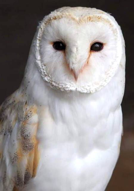 Beauty snowy owl