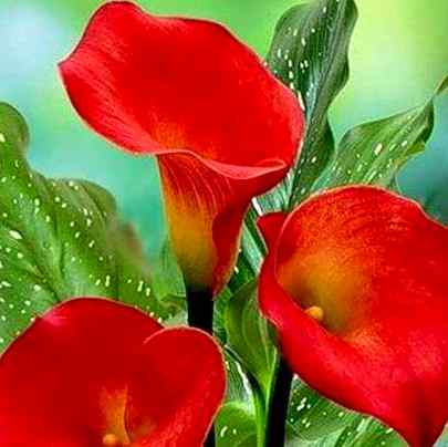 💋چومنا مقصود ہو تو نظروں سے ہی چوم لیا 
کرتے ہیں
یوں ہونٹ لگا کر کسی کے دامن کو داغ دار
 نہیں کرتے