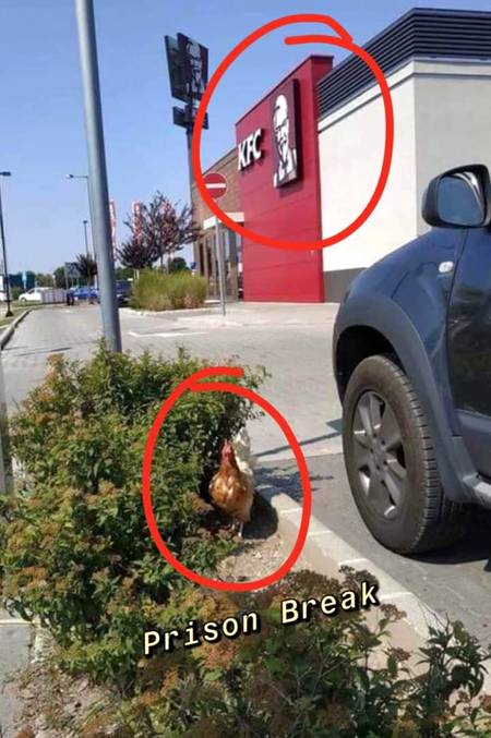 Prison breaker hen spotted