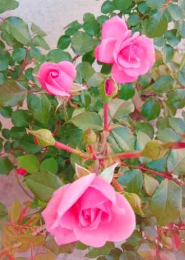 Ahann Nice flowers hai na 😍💓