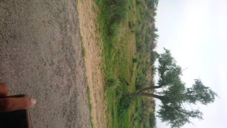 Natural beauty of THAR