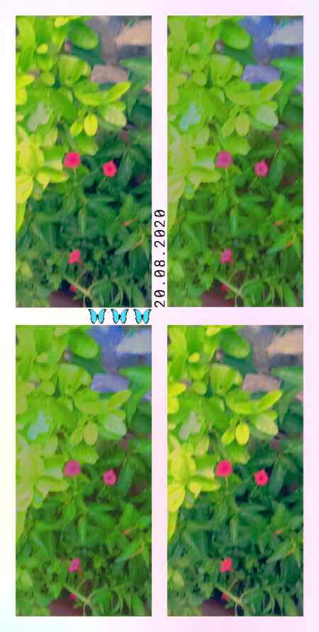 جب بھی میں اپنے پودوں کو دیکھو مجھے ایک الگ سی خوشی ہوتی ہے 😘😊