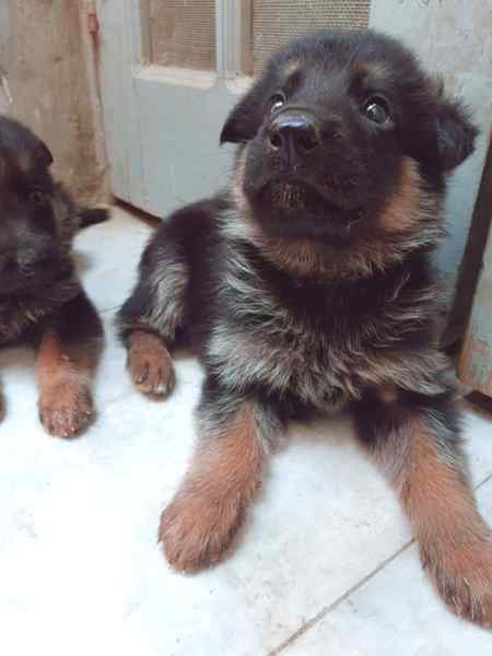 Cute baby dog😍😍😍
