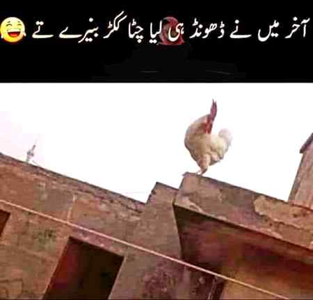 Mughal sharni