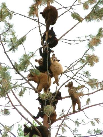 Bear Cubs at bear country USA