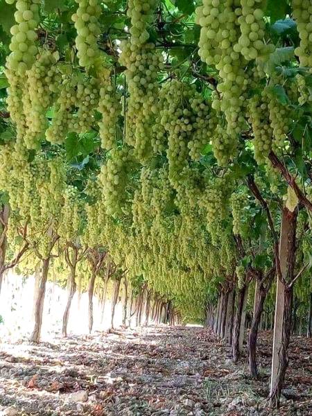 Off Green Grapes vineyard