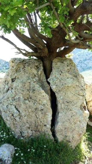 Nature find its way