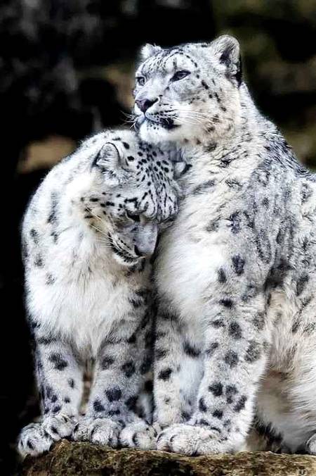The beautiful tiger's pics that have sad look one..🔥