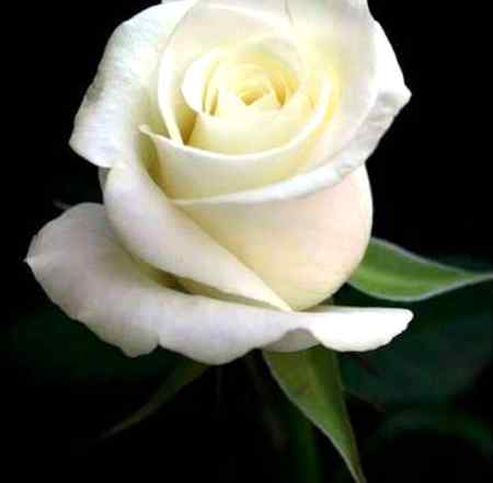 Sending by fareed ahmed shaikh