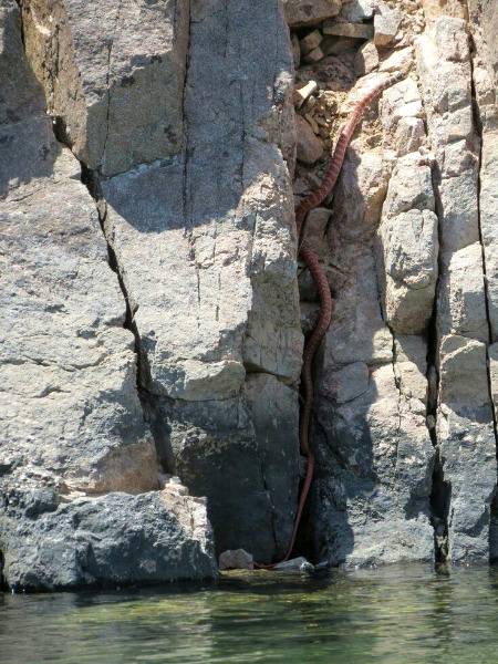 Giant Snak in Lake Mead,NV💕💕