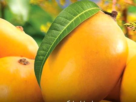 Mangoes...