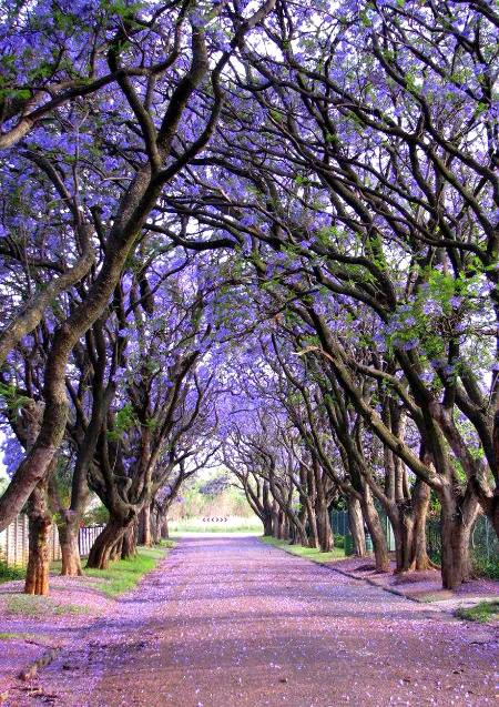 Beautiful trees... side of the road