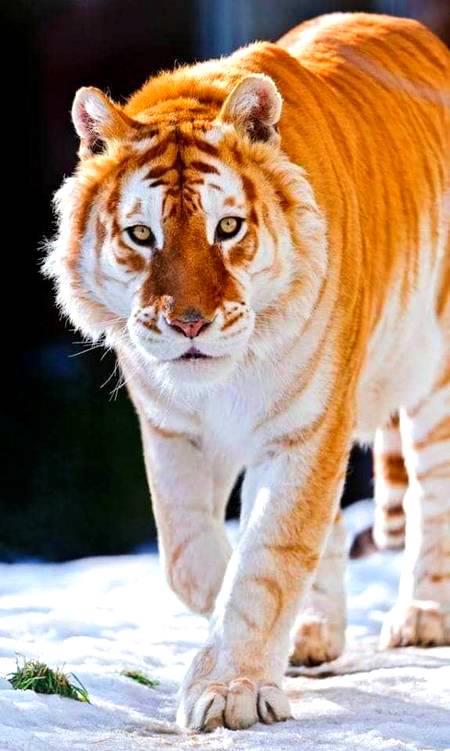 Adorable Golden Tiger!