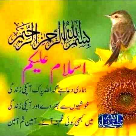 Asalam o aleekum subha ba khair