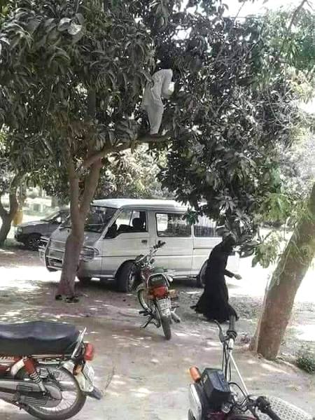 محبت کا یقین دلانے کے لیے ضروری نہیں کہ محبوب کے لیے چاند تارے ہی توڑ کر لائے جائیں۔
یہ کام 'امبیاں' توڑ کر بھی پورا کیا جا سکتا ہے۔۔۔