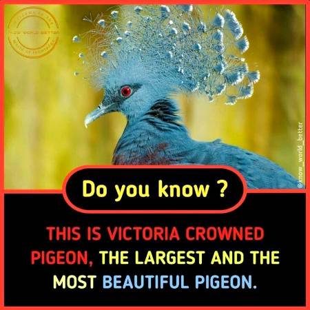 Did you know