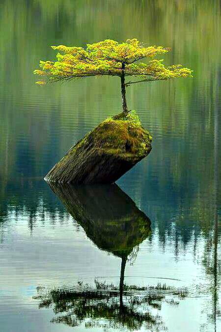 Beautiful tree