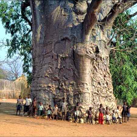 The 2000old tree in south africa