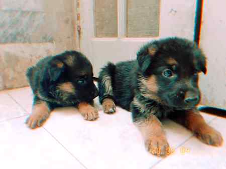 Babay germon shepherd dog i love dogs only germon shepherd😍😍😍
