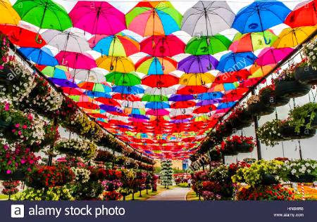 Colourful umbrellas in Dubai Miracle Garden