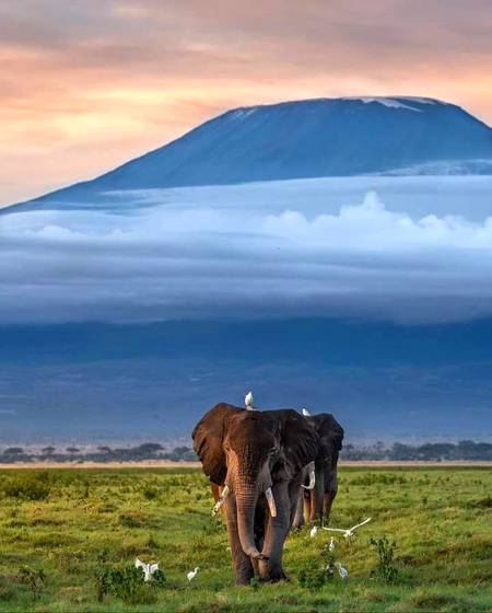 Amboseli National Park, Mount Kilimanjaro. Kenya