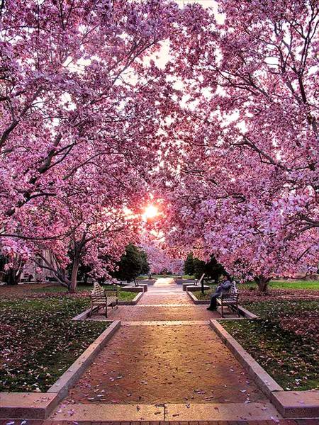 Pic of cheery blooming tree Amazing 👌🏻