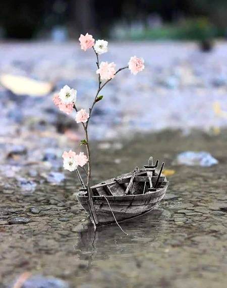 *🍁🙃دریا کی ویرانی کا مجھے، تب جا کے احساس ہوا*

*ساحل پہ ٹوٹی کشتی میں، *پھولوں کا پودا جب دیکھا*