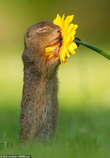 Always take time to smell the flowers... Even if you are a squirrel😍😍_____A young inquistive squirrel was spotted taking time out to smel a golden yellow daisy in a feild near Vienna,Austria💕💕