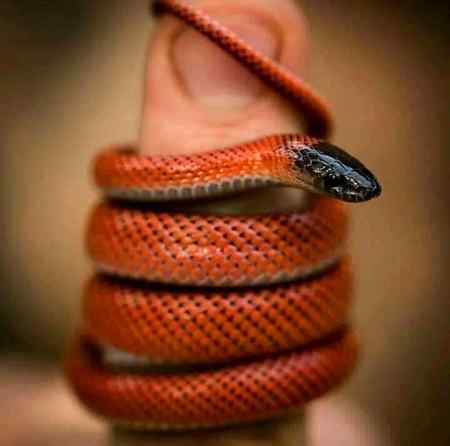 یہ جو ساتھ بیٹھ کر ہنستے ہیں


یہی تو سانپ بن کر ڈستے ہیں