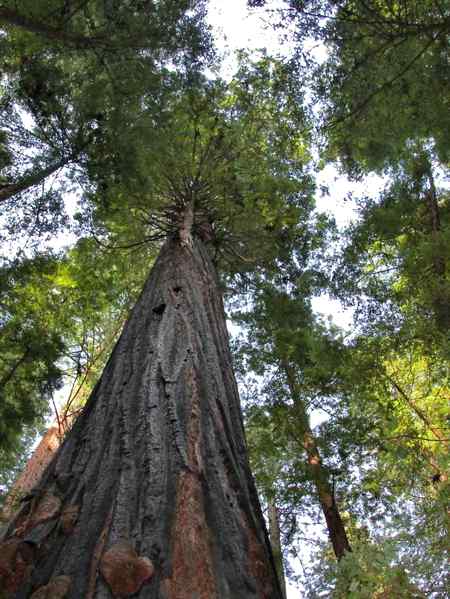 Redwood tree  consider tallest tree of the world... like 🔥