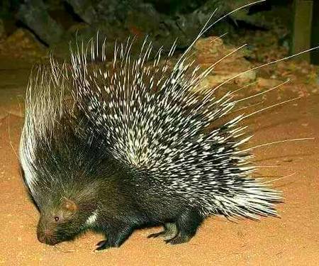 Kon kon isko janta. Write its name?