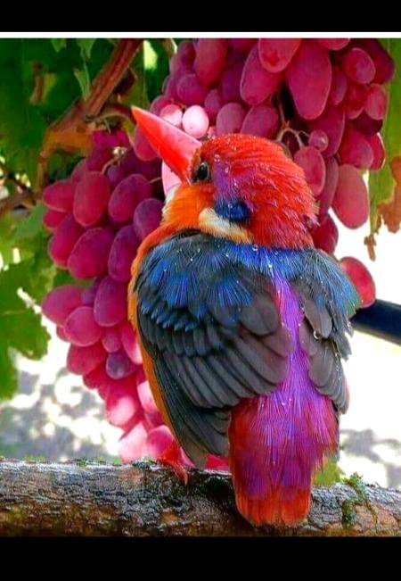 Beautiful bird