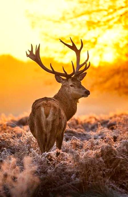 Tremendous image🔥 Explore nature