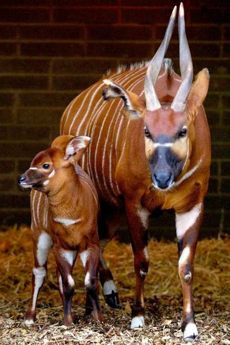 Consider stranger animal in the world