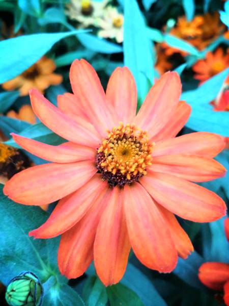Nature Photography, Clicked by me