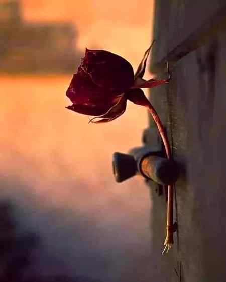 ڈھونڈنے وہ مجھے آیا هی نہیں هے ورنہ
رهنمائی میرے قدموں کے نشاں کر دیتے
🖤