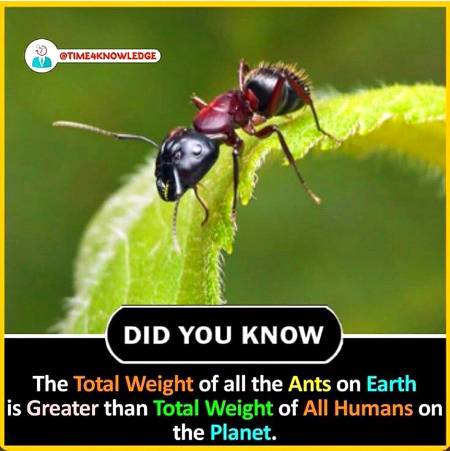 DID YOU KNOW??