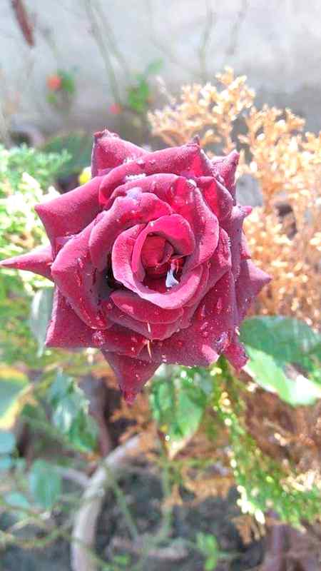 لوگ کہتے ہیں کہ ہم لوگ برے آدمی ہیں
لوگ بھی ایسے جنہوں نے ہمیں دیکھا، نا ملے