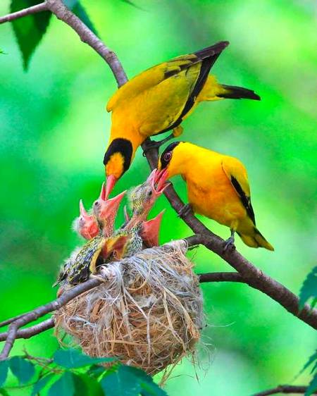 Beautiful pic of birds👌🏻 with child